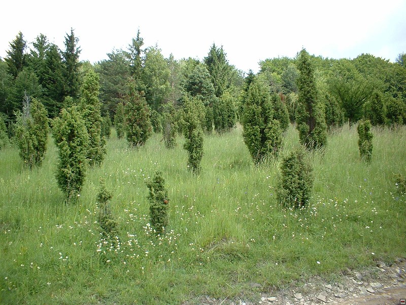 PR Jalovcová stráň, 6/2004, f: Bělín
