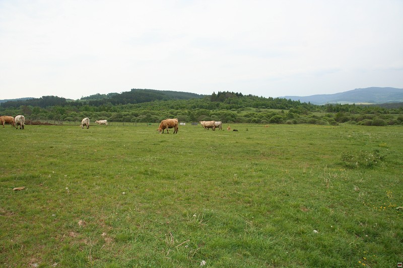 Klenová, 5/2011, f: Heřman