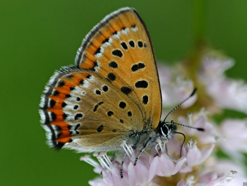 Ohniváček rdesnový (Lycaena helle), Nové Údolí, 6/2007, f: Pavlíčko