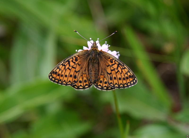 Perleťovec mokřadní (Proclossiana /Boloria/ eunomia), Nové Údolí, 6/2007, f: Pavlíčko