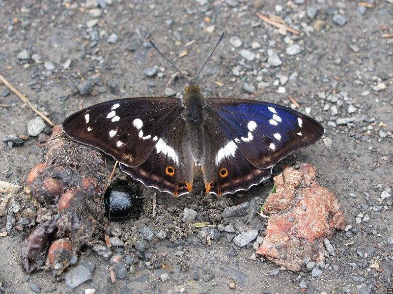 Batolec duhový (Apatura iris), Třebýcinka - Hráz, 6/2009, f: Bešta