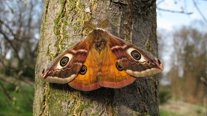 Martináček habrový (Saturnia pavonia), Klatovy, 4/2010, f: Bešta