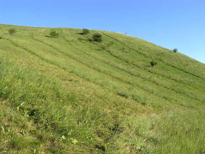 Mozaikovitá seč, NPP Adámce, 2006, f: Šnajdara 