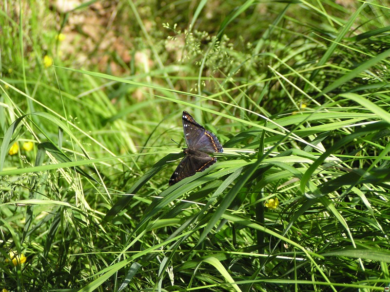 Bělopásek topolový (Limenitis populi), Hráz u Třebýcinky, 6/2006, f: Mára