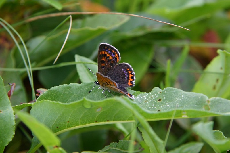 Ohniváček rdesnový (Lycaena helle), Šumava, Nové Údolí, 6/2007, f: Pavlíčko