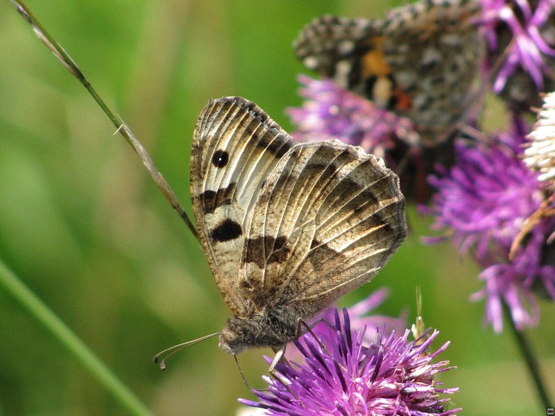 Okáč skalní (Chazara briseis), České středohoří, 7/2009, f: Bešta