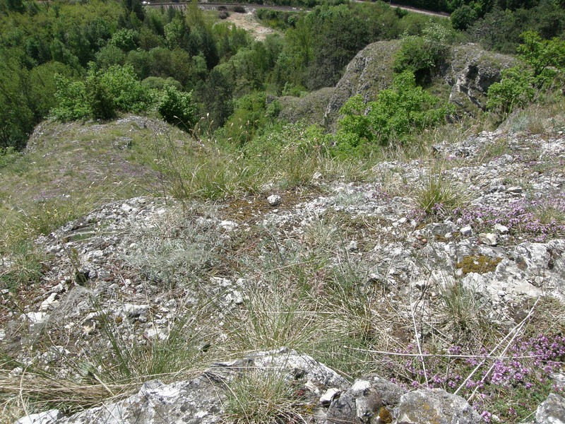 Current habitat of Watsonarctia casta (locality Kotýz), photo by P. Heřman