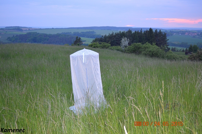 Lokalita Kamenec, odchyt na světelný zdroj (24.5.2015), foto B. Vodrlind