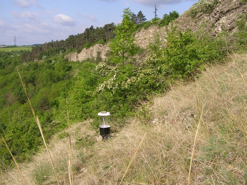 Lokalita Černá rokle s potvrzeným výskytem druhu W. casta, foto J. Korynta