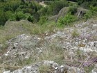 Aktuální biotop druhu W. casta (lokalita Kotýz)